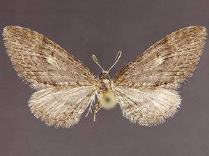 Eupithecia scabrogata