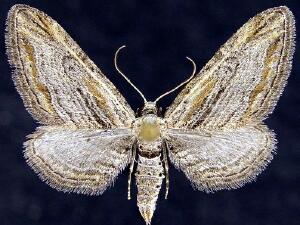 Eupithecia adequata