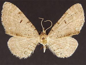 Eupithecia absinthiata