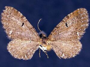 Eupithecia absinthiata