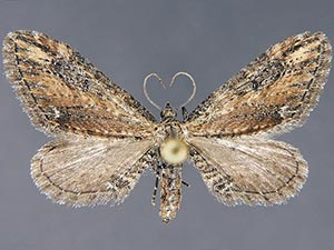 Eupithecia subapicata