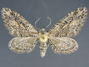 Eupithecia redingtonia