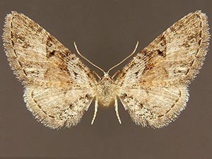 Eupithecia nonanticaria