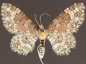 Eupithecia tricolorata