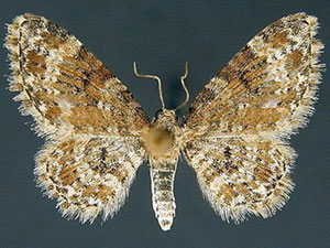 Eupithecia tricolorata