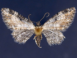 Eupithecia carneata