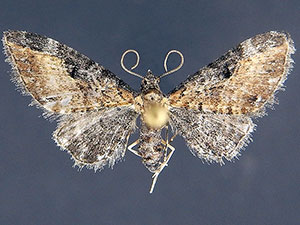 Eupithecia carneata