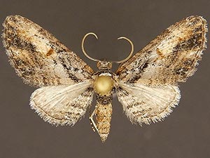 Eupithecia classicata