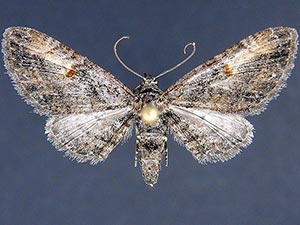 Eupithecia classicata