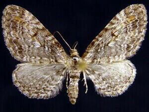 Eupithecia graefii