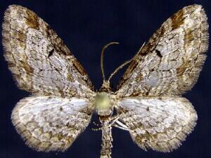 Eupithecia cestata