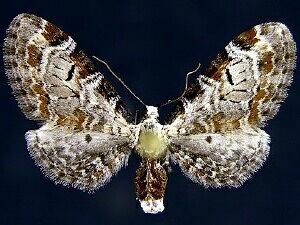 Eupithecia ravocostaliata