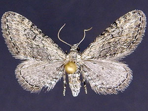 Eupithecia minuta