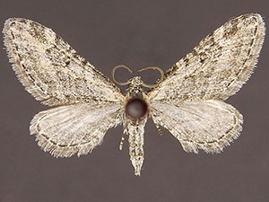 Eupithecia minuta