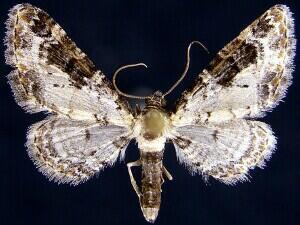 Eupithecia gypsata