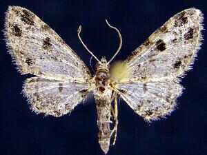 Eupithecia discoidalis