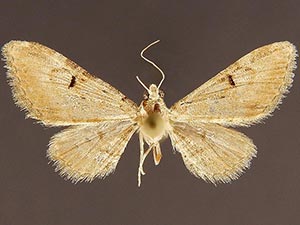 Eupithecia albida