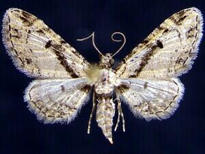 Eupithecia desperata