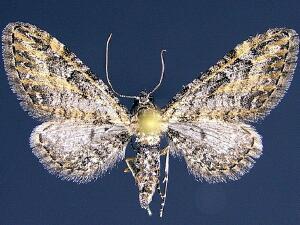 Eupithecia mellisa