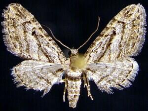 Eupithecia opinata