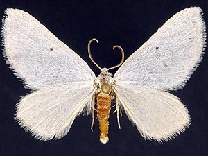 Knudsonia lathraeata