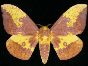 Eacles imperialis