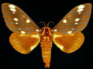 Citheronia regalis