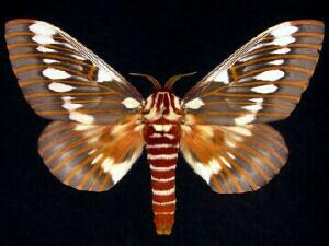 Citheronia splendens