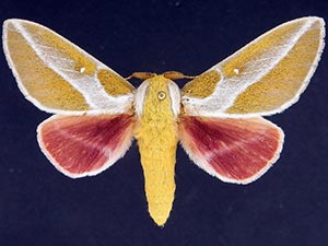 Syssphinx albolineata