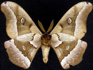 Antheraea oculea