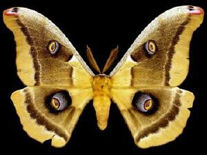 Antheraea oculea