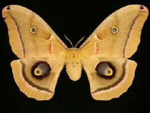 Antheraea polyphemus