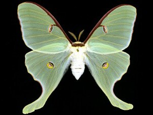 Actias luna