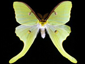 Actias luna