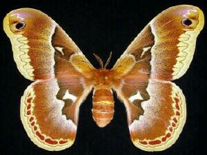 Callosamia promethea