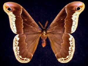 Callosamia promethea