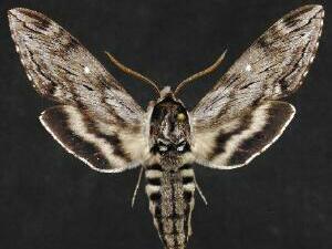 Sphinx poecila