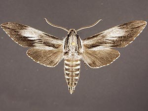 Sphinx dollii