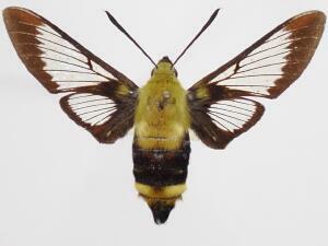 Hemaris thysbe