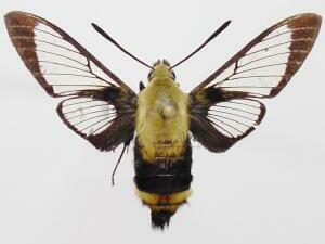 Hemaris diffinis