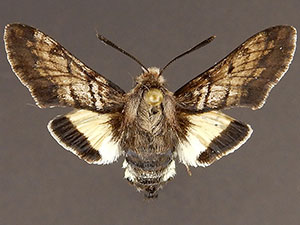 Euproserpinus phaeton