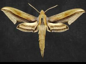 Xylophanes falco