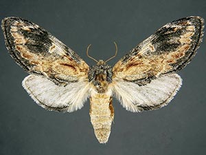 Notodonta ochreata