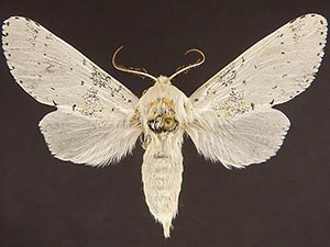 Furcula nivea