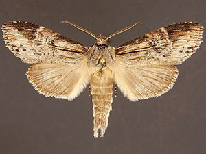 Dasylophia melanopa