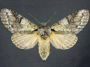 Macrurocampa gigantea