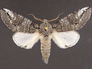 Heterocampa secessionis