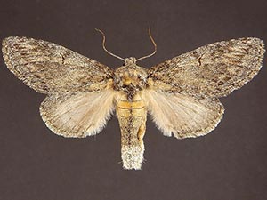 Cecrita lunata