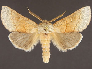 Euhyparpax rosea