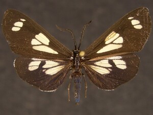 Gnophaela discreta